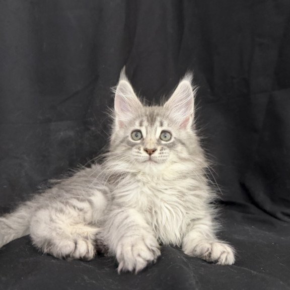 Maine Coon EZ Zelda1
