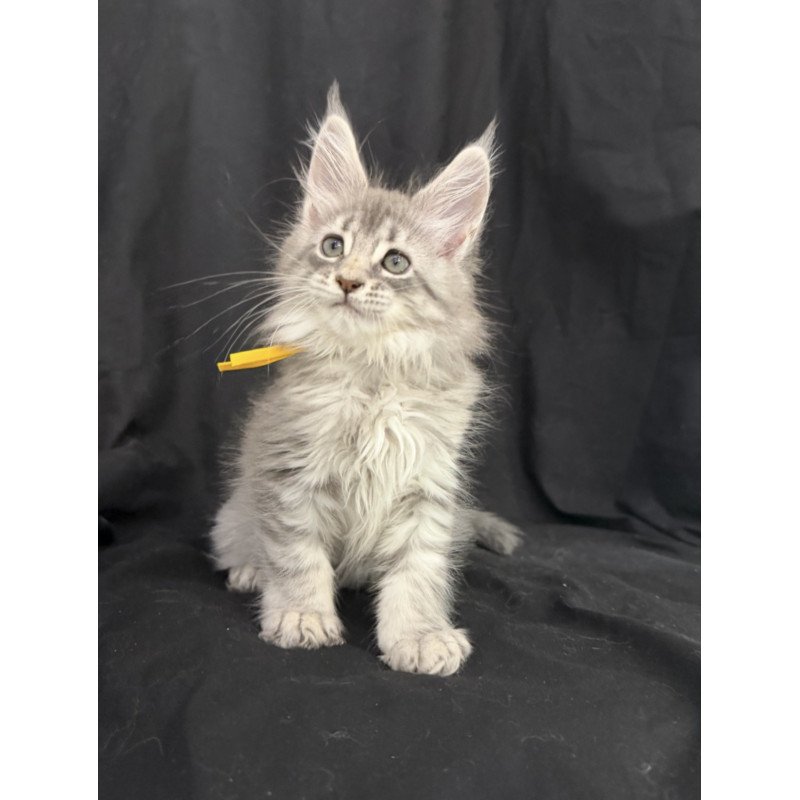 Maine Coon EZ Zelda1