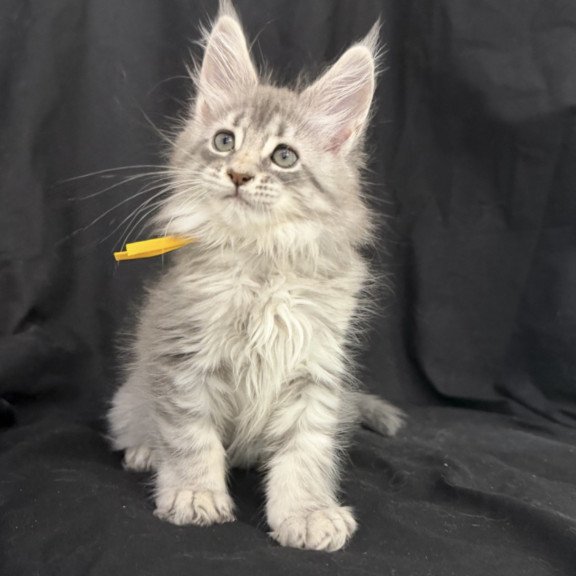 Maine Coon EZ Zelda1