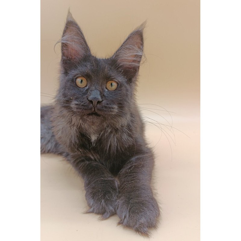 Maine Coon EZ Isabelle