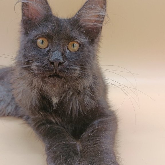 Maine Coon EZ Isabelle