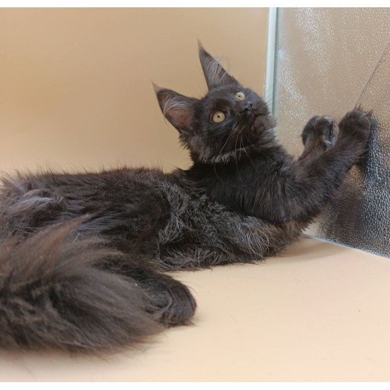 Maine Coon EZ Isabelle