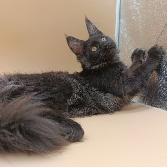 Maine Coon EZ Isabelle