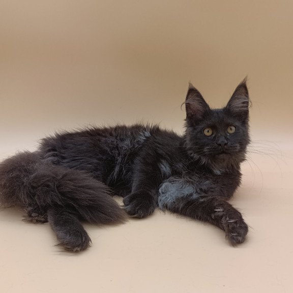 Maine Coon EZ Isabelle