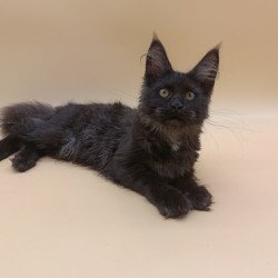 Maine Coon EZ Isabelle