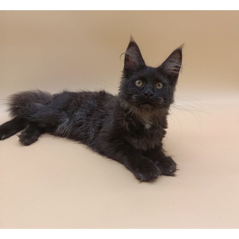 Maine Coon EZ Isabelle