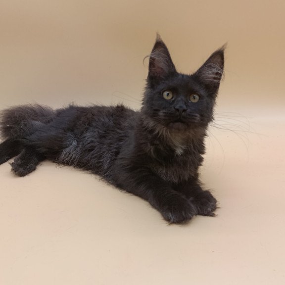 Maine Coon EZ Isabelle