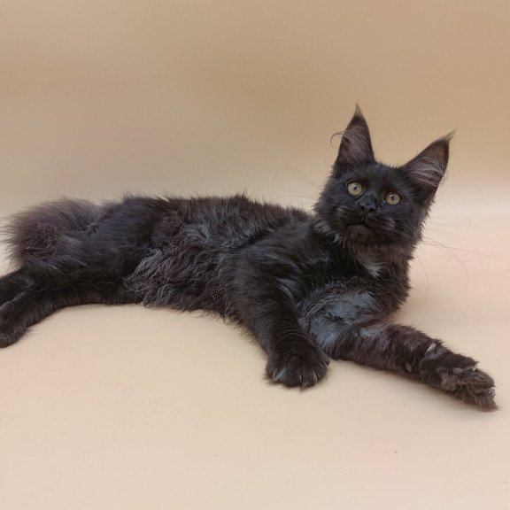 Maine Coon EZ Isabelle