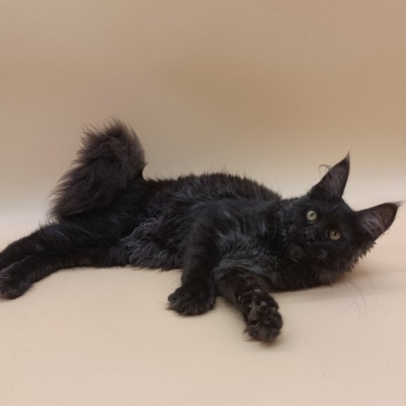 Maine Coon EZ Isabelle