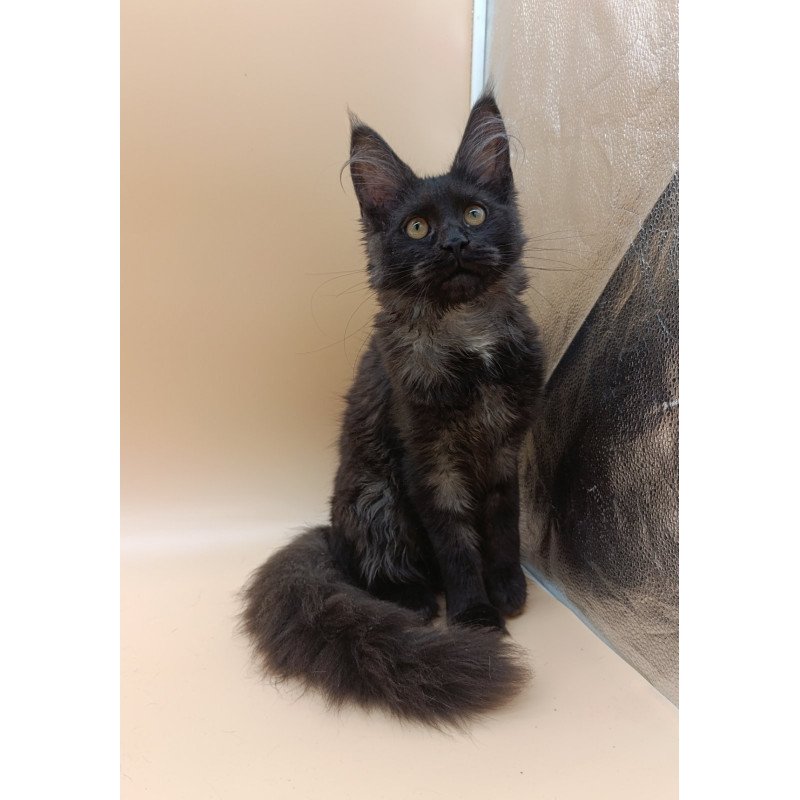 Maine Coon EZ Isabelle