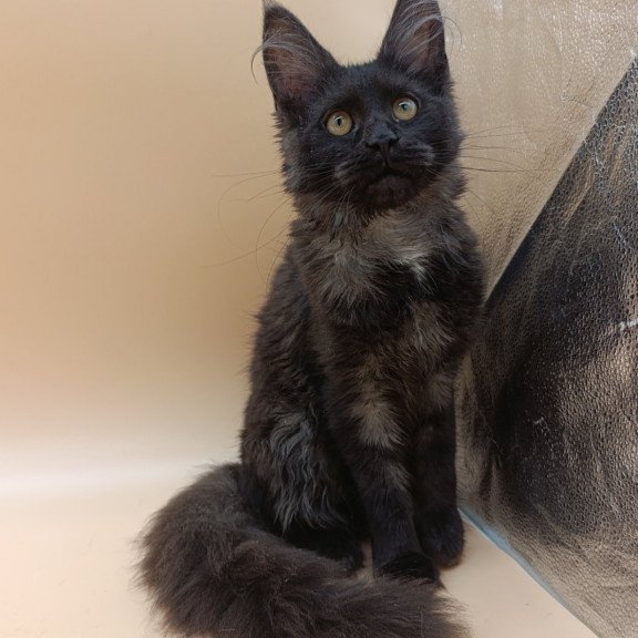 Maine Coon EZ Isabelle