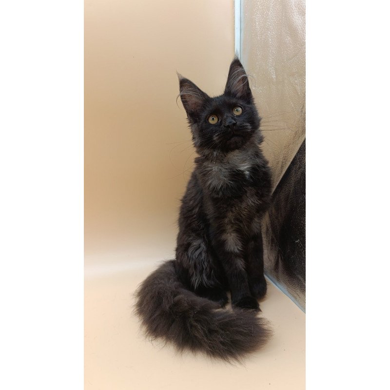 Maine Coon EZ Isabelle