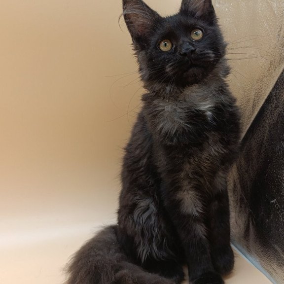 Maine Coon EZ Isabelle