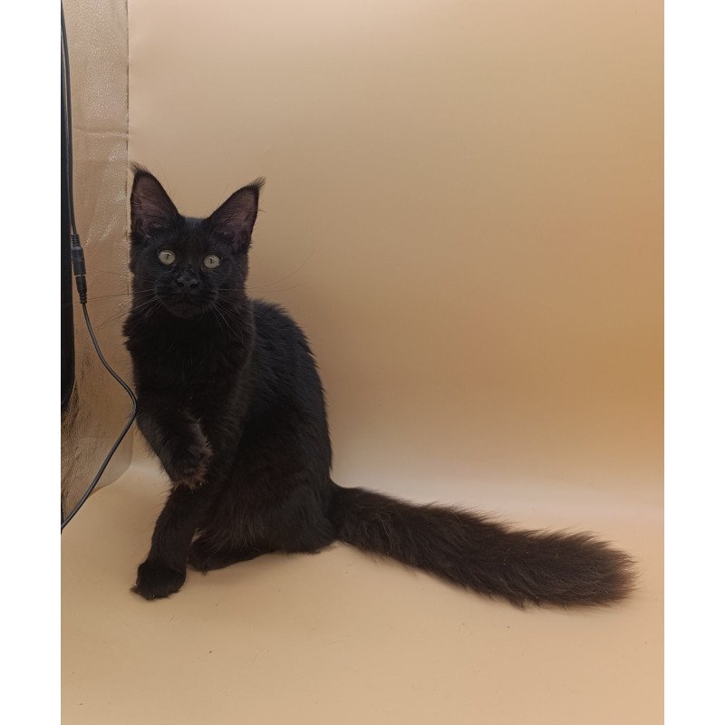 Maine Coon EZ Iris