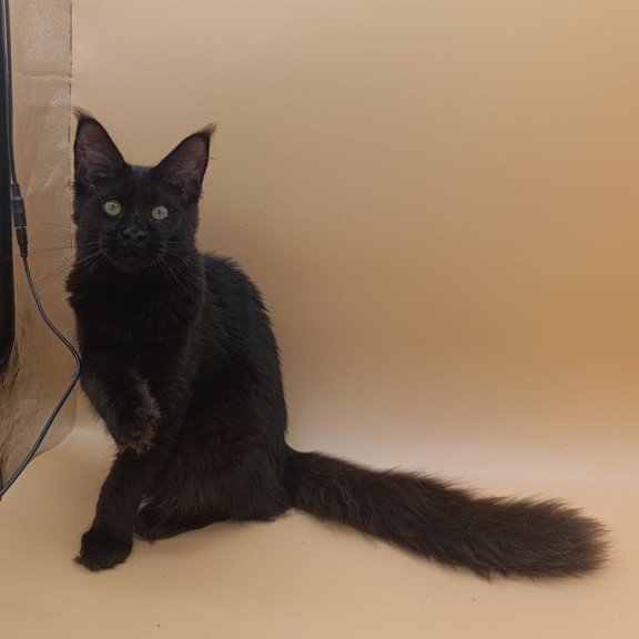 Maine Coon EZ Iris