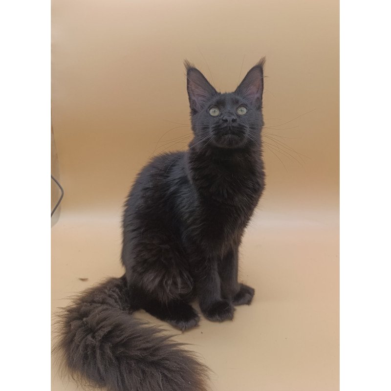 Maine Coon EZ Iris