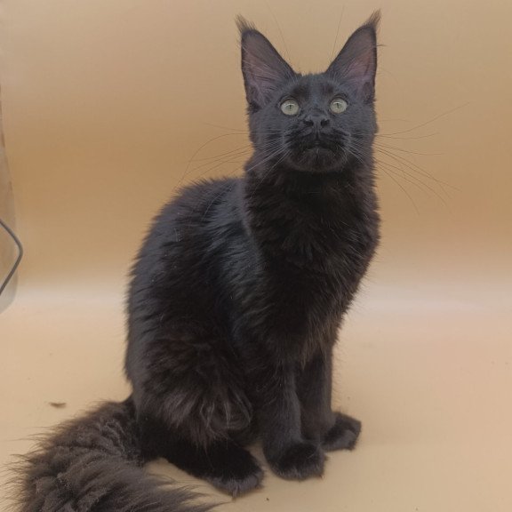 Maine Coon EZ Iris