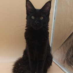 Maine Coon EZ Iris