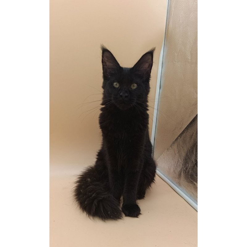 Maine Coon EZ Iris