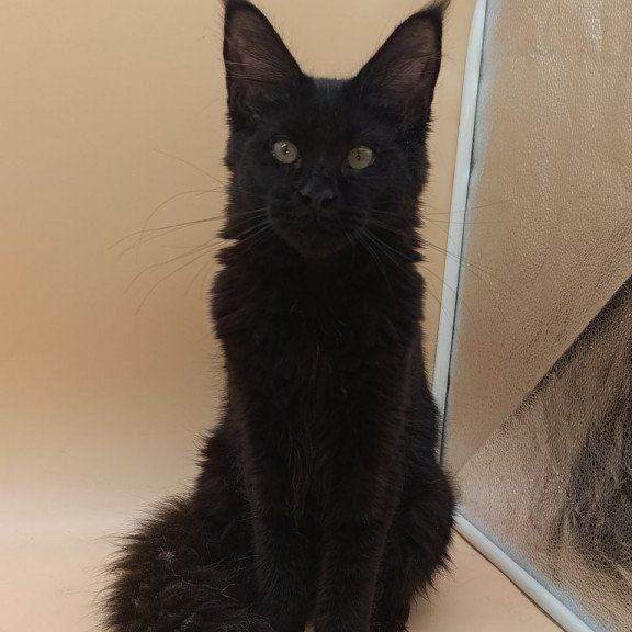 Maine Coon EZ Iris