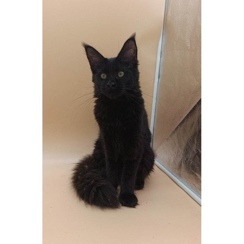 Maine Coon EZ Iris