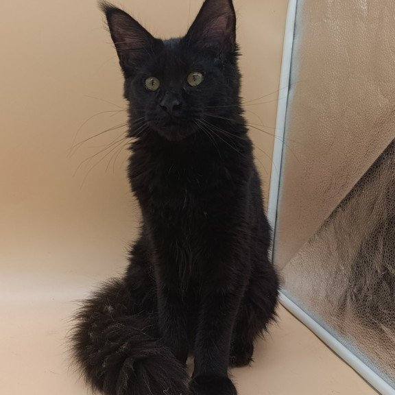 Maine Coon EZ Iris