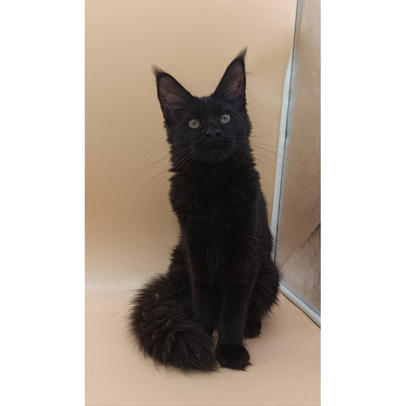 Maine Coon EZ Iris