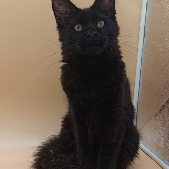 Maine Coon EZ Iris