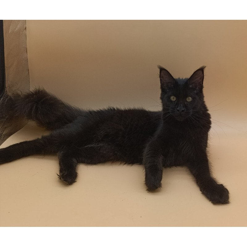 Maine Coon EZ Iris