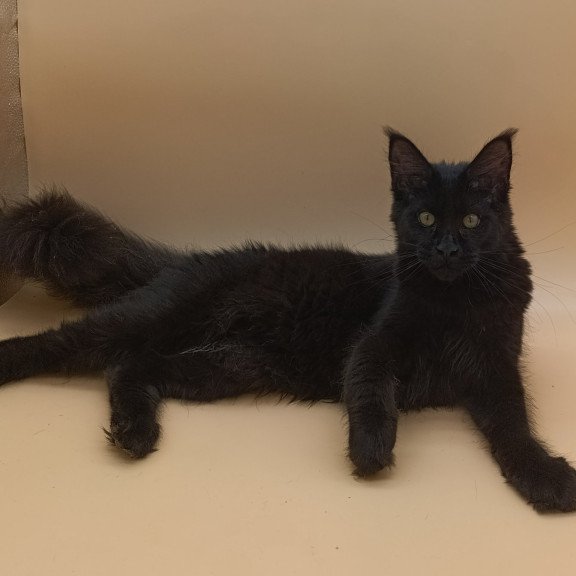 Maine Coon EZ Iris