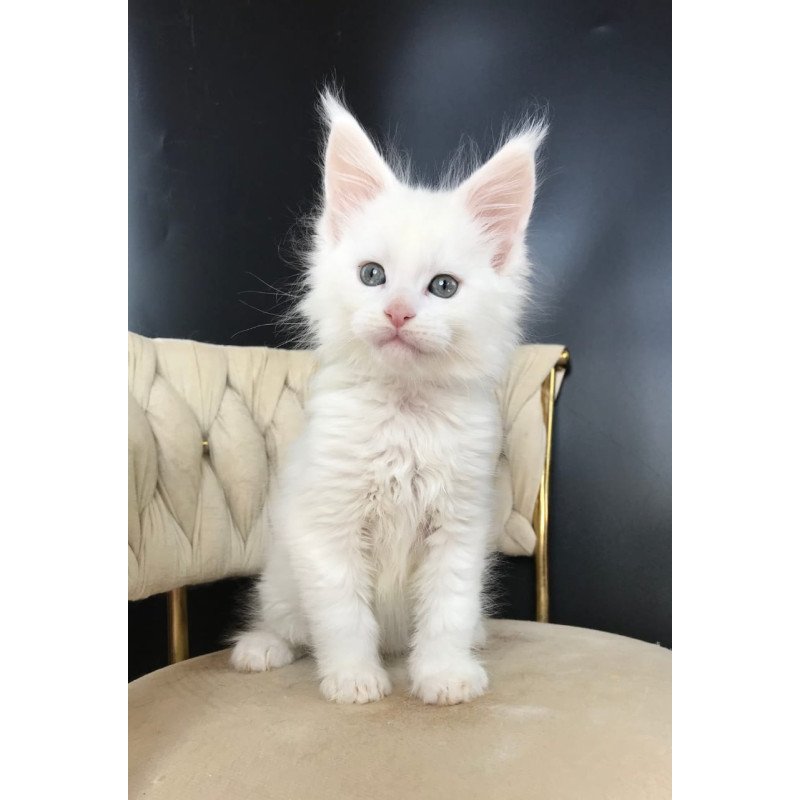 Maine Coon EZ Xanti