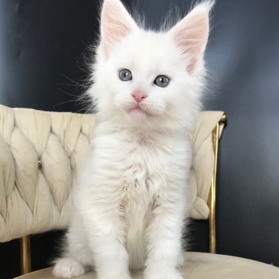 Maine Coon EZ Xanti