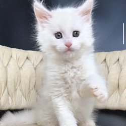 Maine Coon EZ Xanti