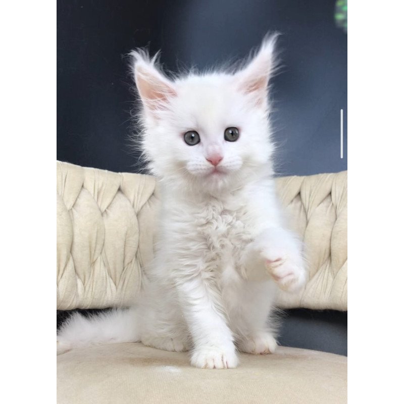 Maine Coon EZ Xanti