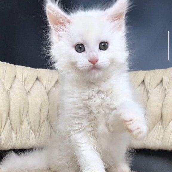Maine Coon EZ Xanti