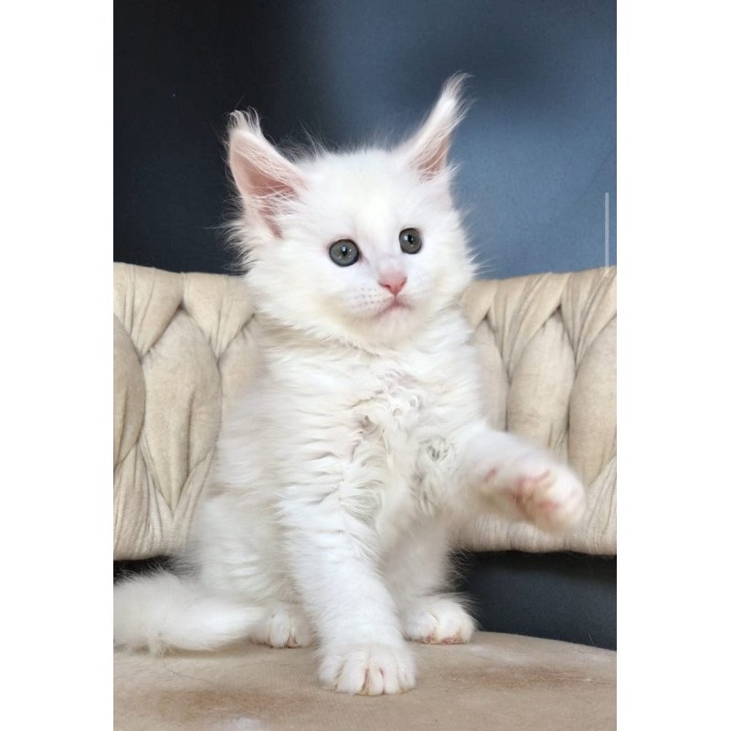 Maine Coon EZ Xanti