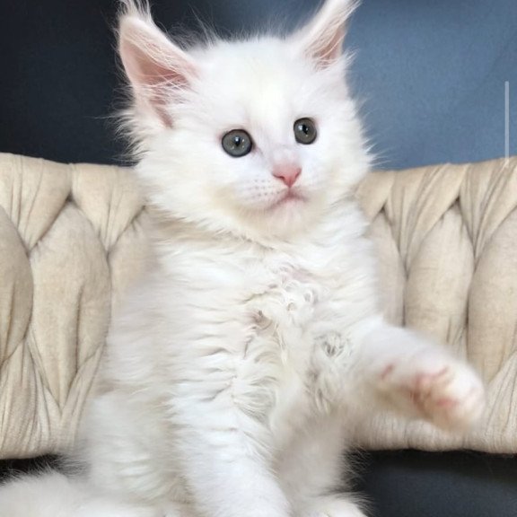 Maine Coon EZ Xanti