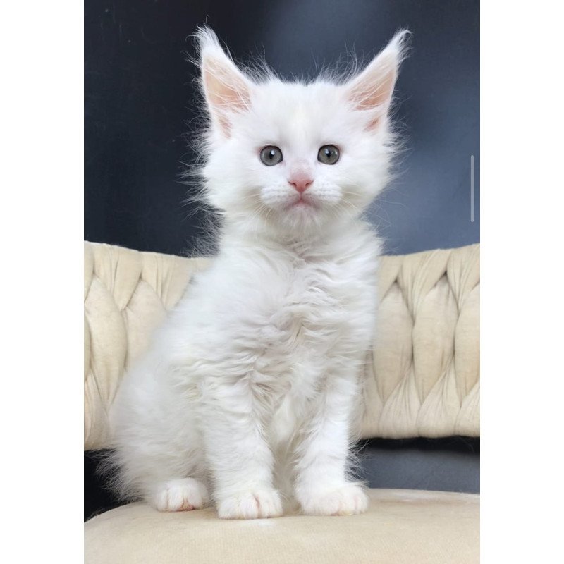 Maine Coon EZ Xanti