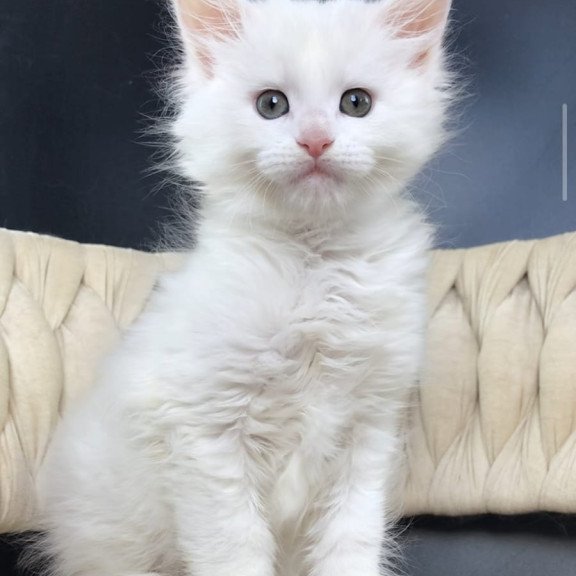 Maine Coon EZ Xanti