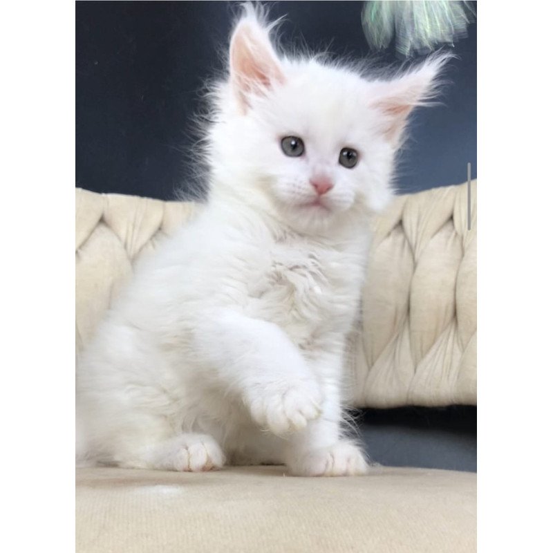 Maine Coon EZ Xanti