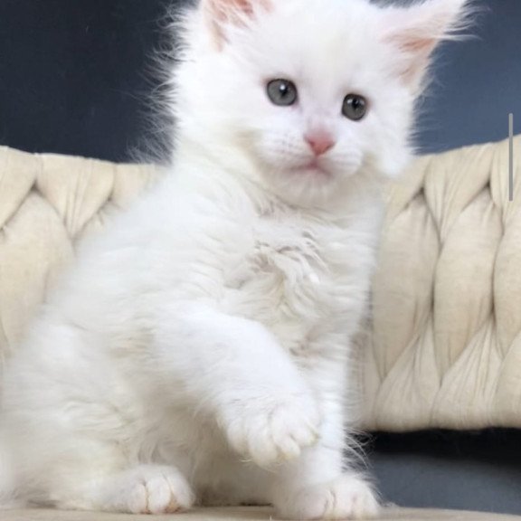 Maine Coon EZ Xanti