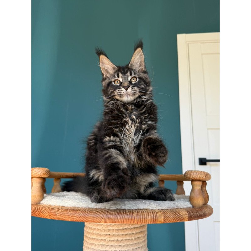 Maine Coon EZ Rocci