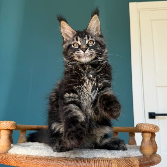 Maine Coon EZ Rocci