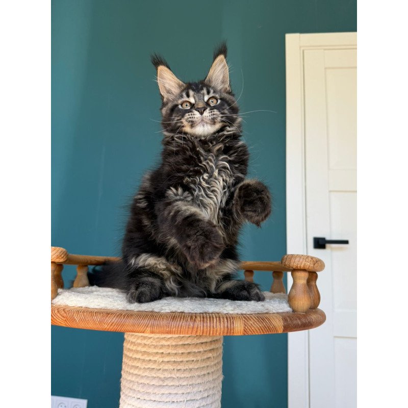 Maine Coon EZ Rocci