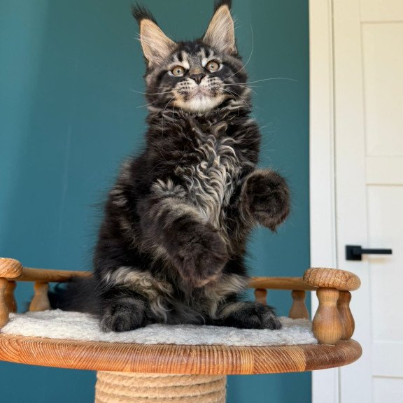 Maine Coon EZ Rocci