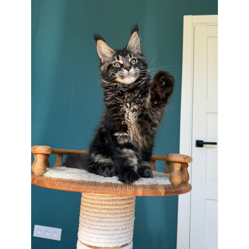 Maine Coon EZ Rocci