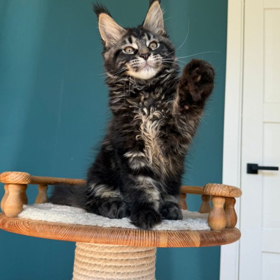 Maine Coon EZ Rocci