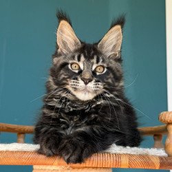 Maine Coon EZ Rocci