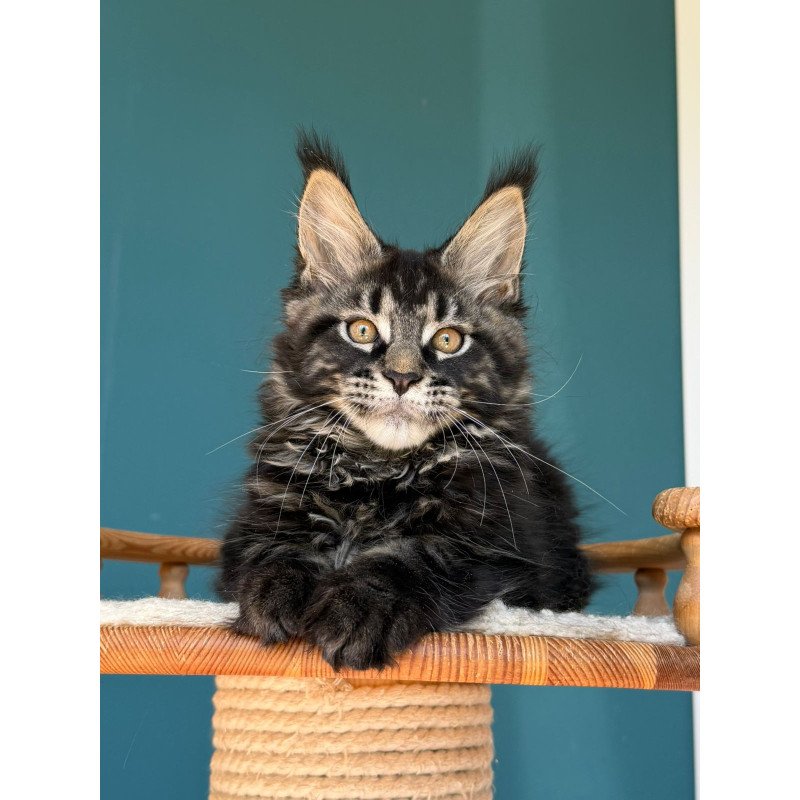 Maine Coon EZ Rocci