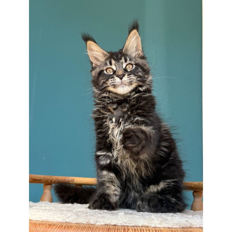 Maine Coon EZ Rocci